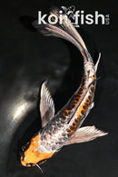 7.75" BENI KIKOKURYU BUTTERFLY