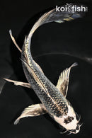 8.75" GINGA BUTTERFLY