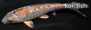 5.75" GINRIN METALLIC OCHIBA SHIGURE