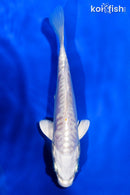 5.5" ARAGOKE PLATINUM OGON