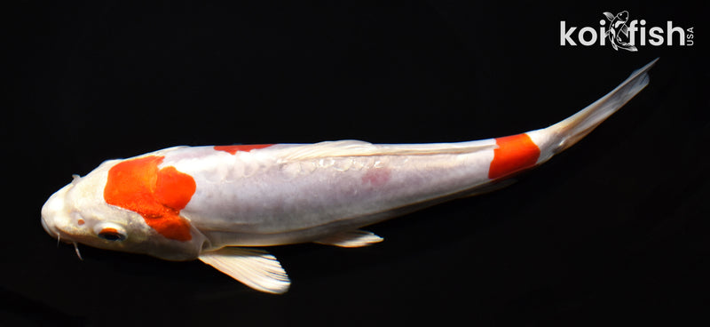 8.25" KIKUSUI