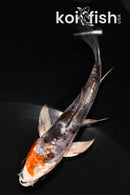4" HEISEI NISHIKI BUTTERFLY