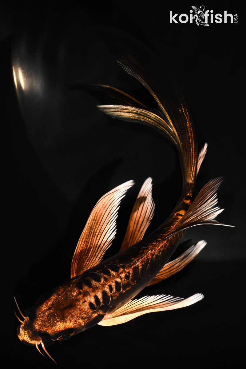 6" BENI KIKOKURYU BUTTERFLY