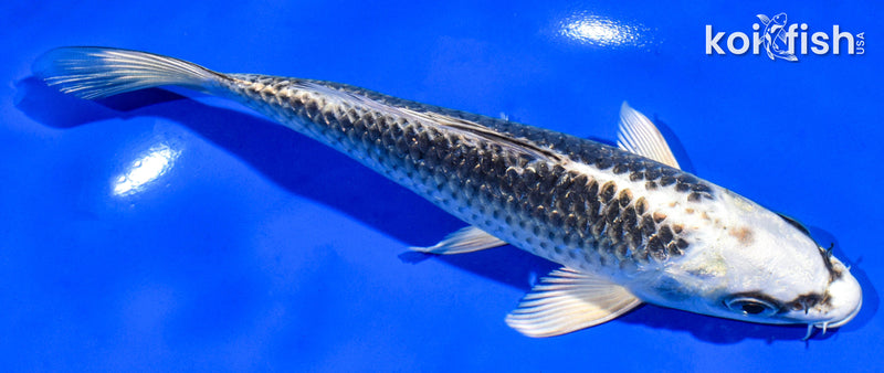 6.5" GIN MATSUBA