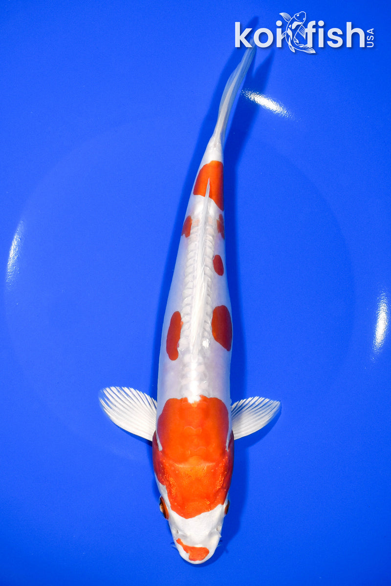 8.5" KIKUSUI