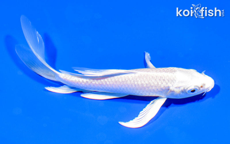 5.5" PLATINUM OGON BUTTERFLY