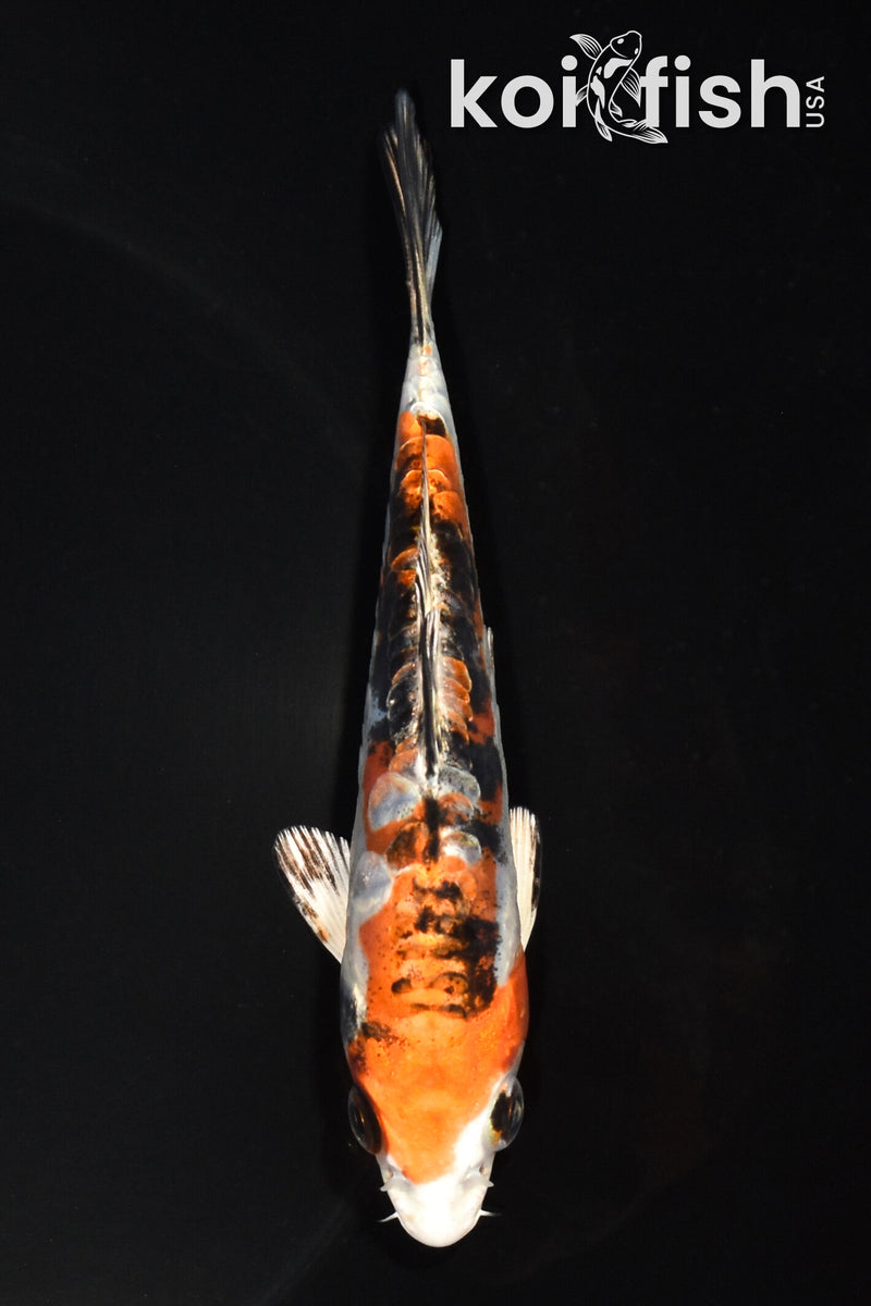 5" HEISEI NISHIKI