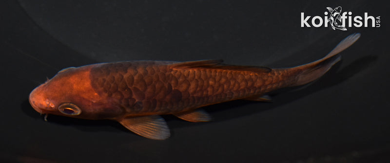 4.5" ARAGOKE CHAGOI