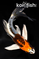 6.75" BENI KIKOKURYU BUTTERFLY
