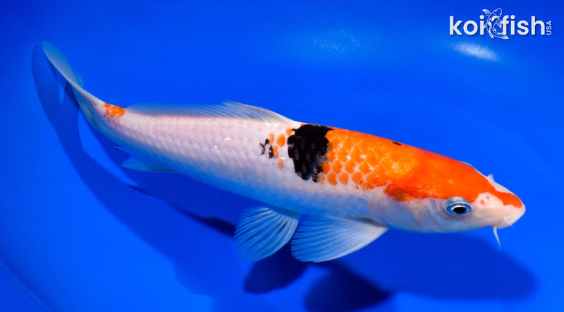 8.75" SANKE