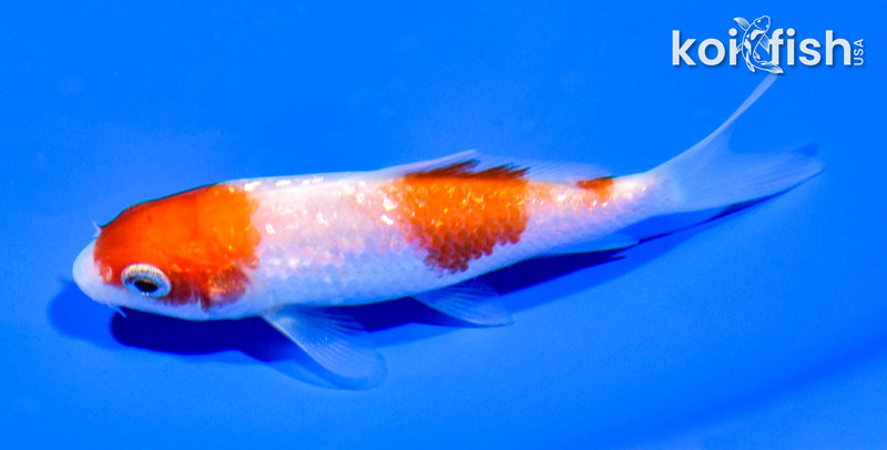 3.75" GINRIN KOHAKU