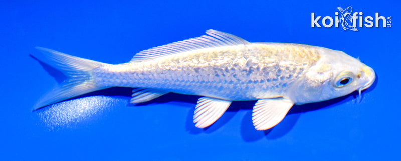 5.25" GINRIN HARIWAKE