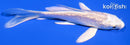 4" GINRIN PLATINUM OGON BUTTERFLY