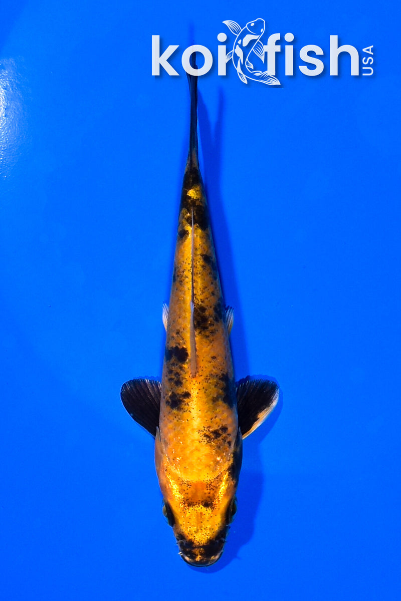 5.25" KIN KI UTSURI