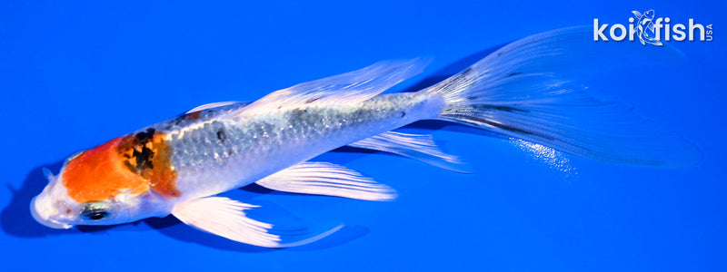 6" YAMATO NISHIKI BUTTERFLY