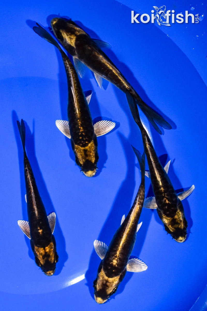 PACK OF (5) 4.25"-5" KABUTO KOI