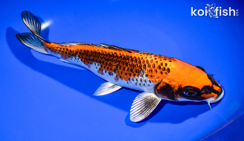 8.75" BENI GINGA