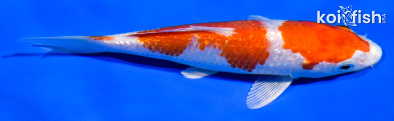 5" GINRIN HARIWAKE
