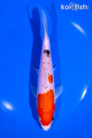 6.75" LEATHER GOSHIKI