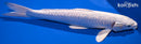 12.5" GINRIN PLATINUM OGON