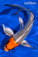 8.5" HOODED KUJAKU BUTTERFLY