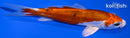 5.5" HEISEI NISHIKI