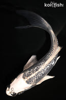 6" GINRIN GINGA BUTTERFLY