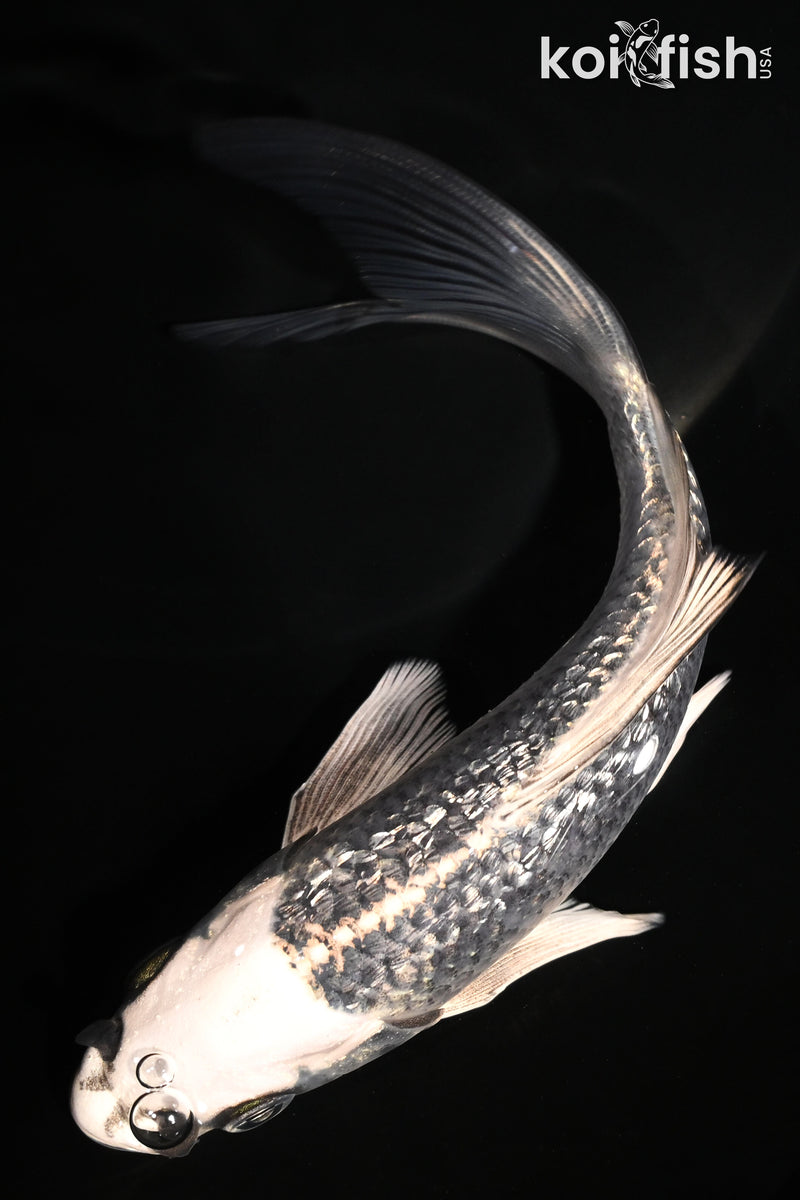 6" GINRIN GINGA BUTTERFLY