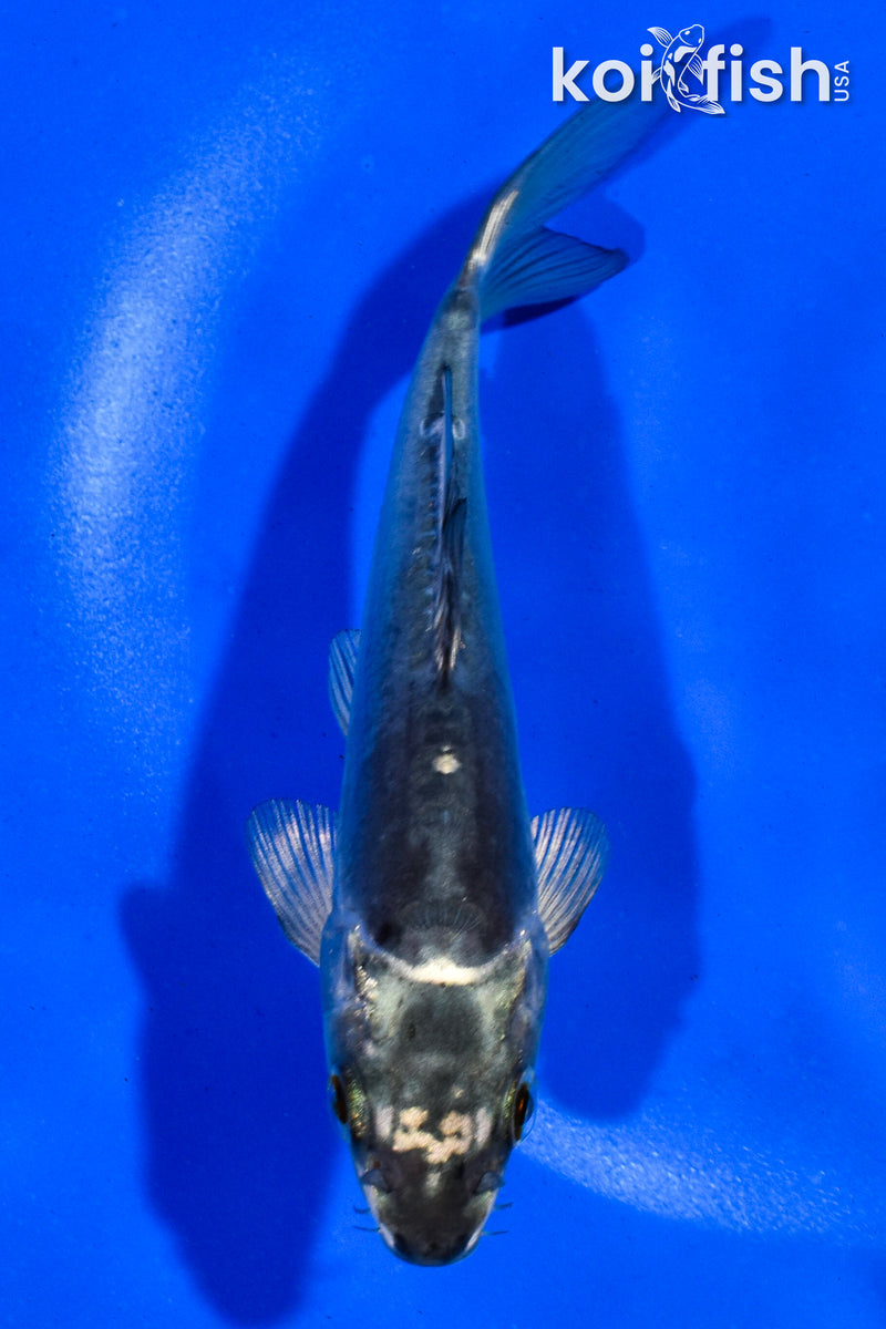 5" KIKOKURYU