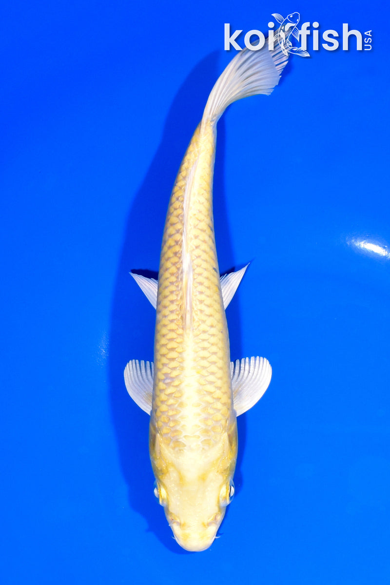 8.75" YAMABUKI OGON