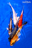 PACK OF (5) 4-5" STANDARD KOI