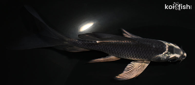 5.5" GINGA BUTTERFLY