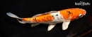 8.25" ARAGOKE HEISEI NISHIKI