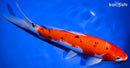 10.75" SANKE