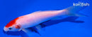 5.75" KOHAKU