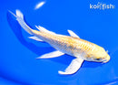 8" GINRIN YAMABUKI OGON BUTTERFLY