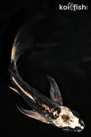 4.5" ARAGOKE KIKOKURYU BUTTERFLY