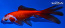 5" WATONAI GOLDFISH