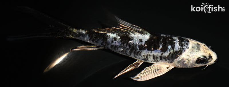 4.75" ARAGOKE GIN SHIRO BEKKO BUTTERFLY