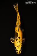 14.75" KIN KI UTSURI