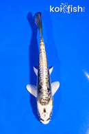 5" KIN KIKOKURYU
