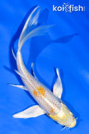 5.5" HARIWAKE BUTTERFLY