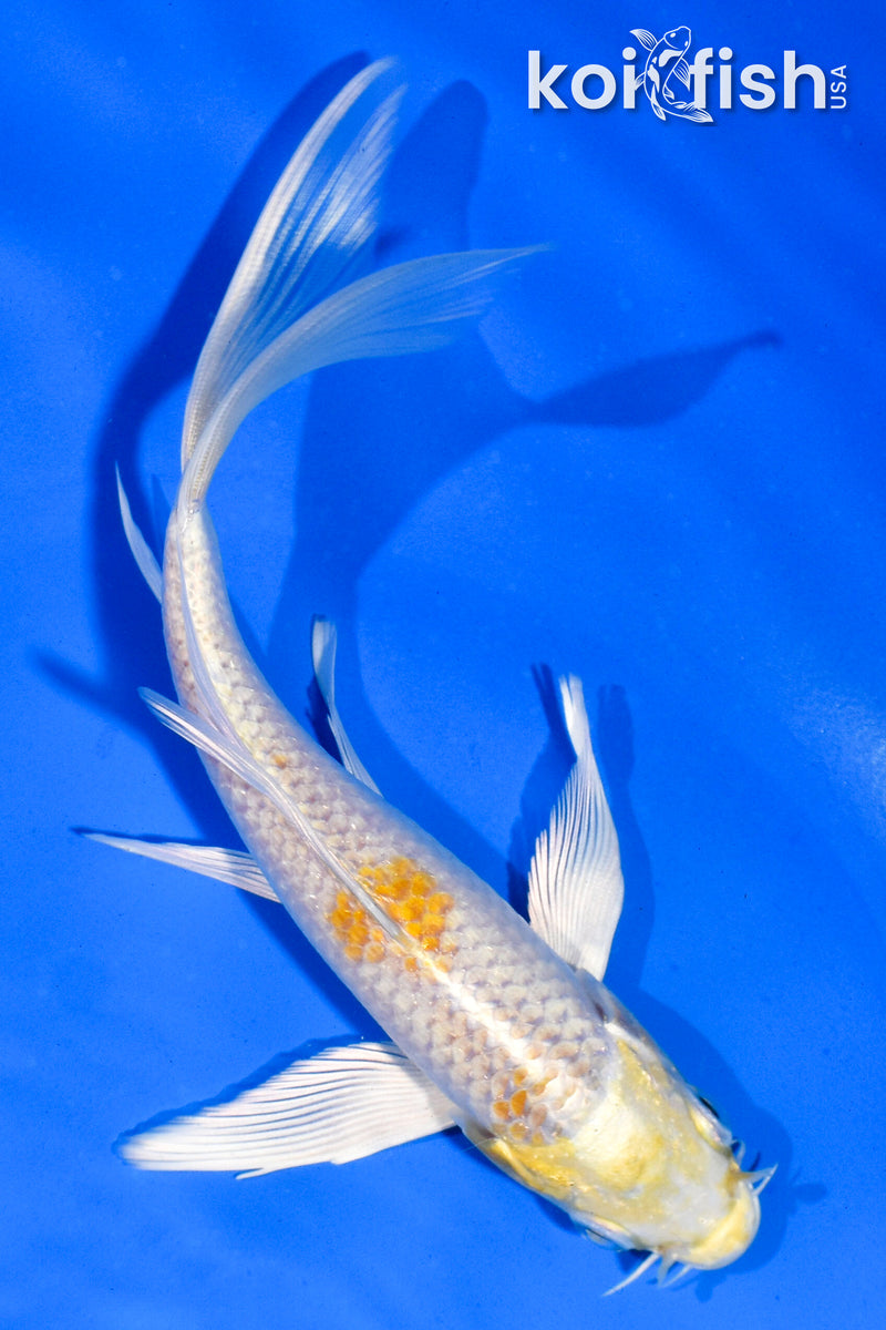 5.5" HARIWAKE BUTTERFLY