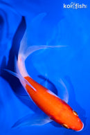 6.25" KOHAKU BUTTERFLY