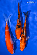 PACK OF (3) 5-6" STANDARD KOI
