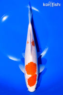 9.5" KOHAKU