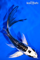 5.75" ARAGOKE KIKOKURYU BUTTERFLY