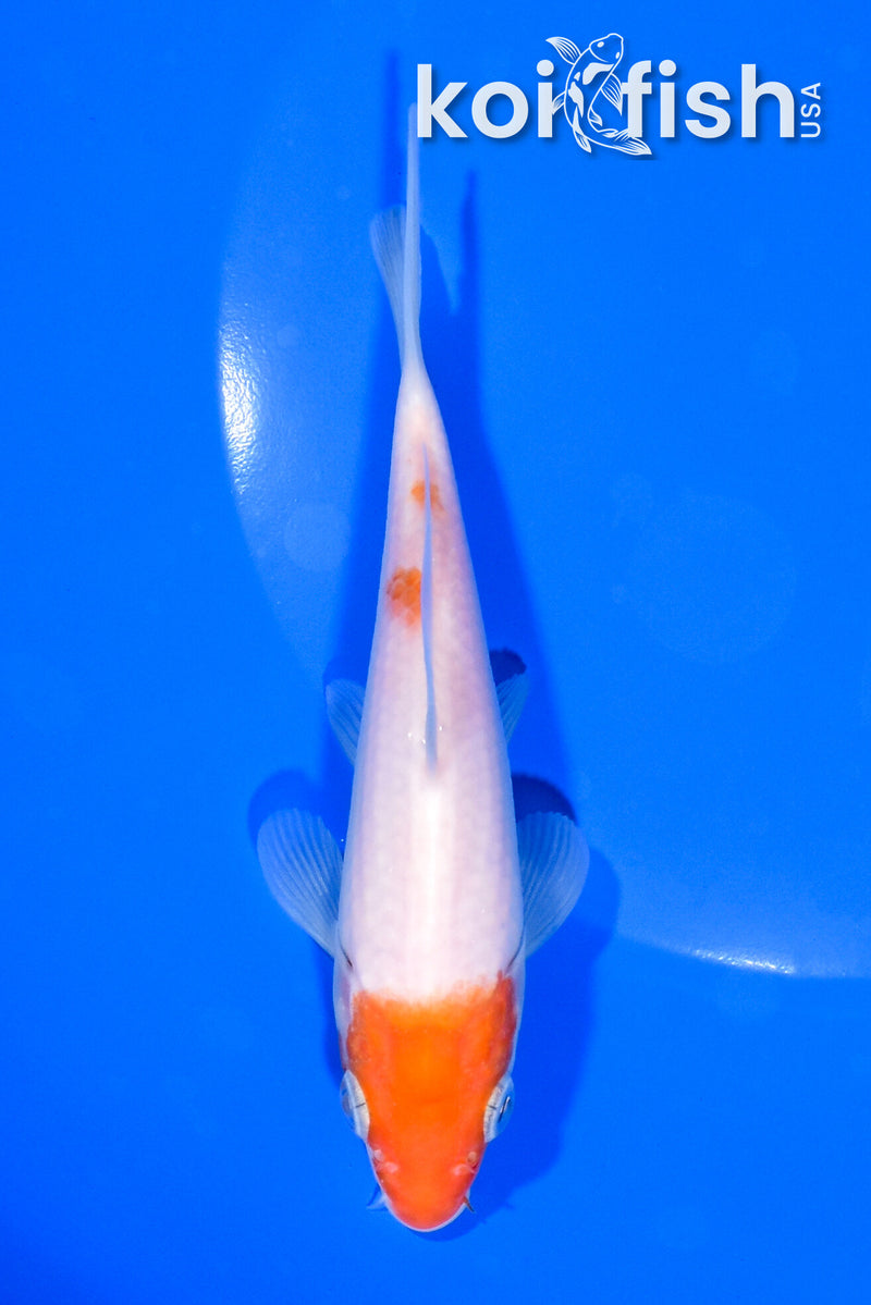 5" KOHAKU