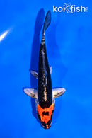 5" BENI KIKOKURYU