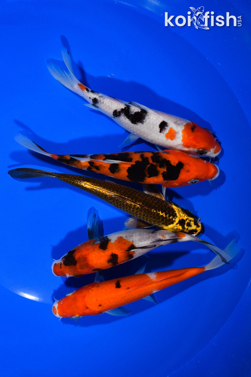 PACK OF (5) 5.5"-5.75" STANDARD KOI
